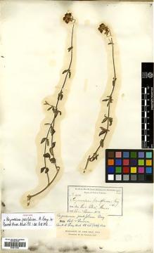 Type specimen at Edinburgh (E). Parry, Charles; Palmer, Edward: 475. Barcode: E00413783.