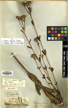 Type specimen at Edinburgh (E). Gardner, George: 4233. Barcode: E00413800.