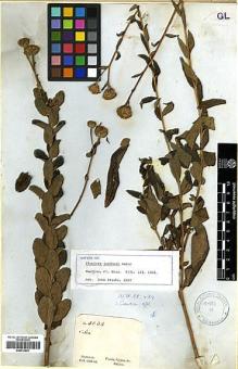 Type specimen at Edinburgh (E). Gardner, George: 4233. Barcode: E00413801.