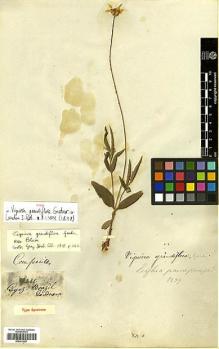 Type specimen at Edinburgh (E). Gardner, George: 3288. Barcode: E00413807.