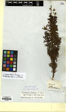 Type specimen at Edinburgh (E). Mathews, Andrew: 1376. Barcode: E00413824.