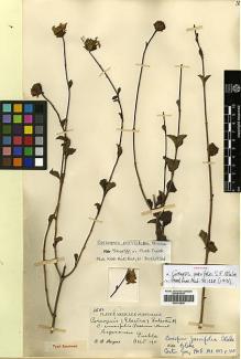 Type specimen at Edinburgh (E). Purpus, Carl: 2581. Barcode: E00413830.