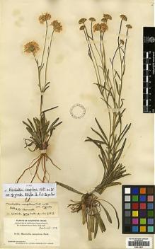 Type specimen at Edinburgh (E). Heller, Amos: 1618. Barcode: E00413833.