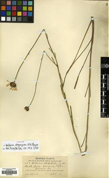 Type specimen at Edinburgh (E). Harper, Roland: 662. Barcode: E00413834.