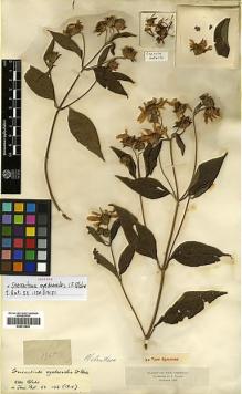 Type specimen at Edinburgh (E). Triana, Jose: 1365. Barcode: E00413835.