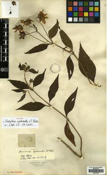 Type specimen at Edinburgh (E). Triana, Jose: 1365. Barcode: E00413836.