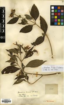 Type specimen at Edinburgh (E). Triana, Jose: 1363. Barcode: E00413838.