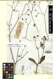 Type specimen at Edinburgh (E). Wight, Robert: 1401. Barcode: E00413841.