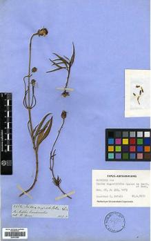 Type specimen at Edinburgh (E). Spruce, Richard: 5582. Barcode: E00413846.