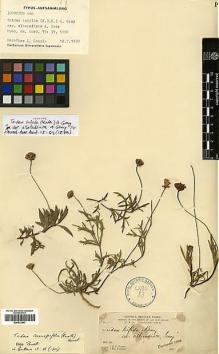 Type specimen at Edinburgh (E). Parry, Charles; Palmer, Edward: 511. Barcode: E00413847.
