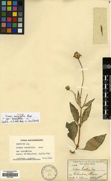 Type specimen at Edinburgh (E). Palmer, Edward: 130. Barcode: E00413848.