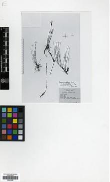 Type specimen at Edinburgh (E). Polunin, Oleg; Sykes, William; Williams, Leonard: 4734. Barcode: E00413853.