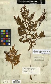 Type specimen at Edinburgh (E). Wallich, Nathaniel: 48. Barcode: E00413863.