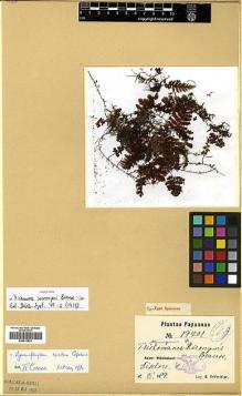 Type specimen at Edinburgh (E). Schlechter, Friedrich: 19701. Barcode: E00413874.
