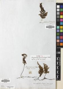 Type specimen at Edinburgh (E). Bridges, Thomas: 795. Barcode: E00413895.