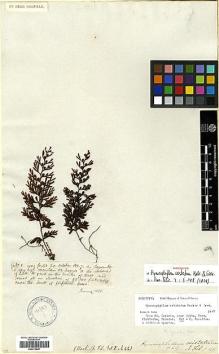 Type specimen at Edinburgh (E). Jameson, William: 1. Barcode: E00413897.