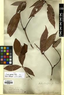 Type specimen at Edinburgh (E). Wallich, Nathaniel: 2584 B. Barcode: E00413920.