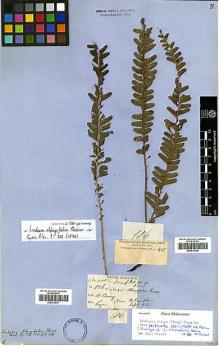 Type specimen at Edinburgh (E). Cuming, Hugh: 186. Barcode: E00413936.