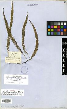 Type specimen at Edinburgh (E). Cuming, Hugh: 217. Barcode: E00413938.