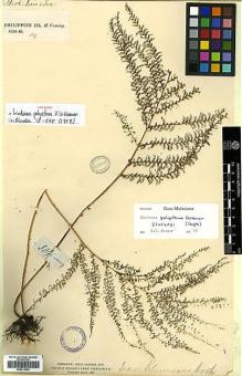 Type specimen at Edinburgh (E). Cuming, Hugh: 309. Barcode: E00413940.