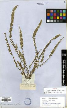 Type specimen at Edinburgh (E). Cuming, Hugh: 198. Barcode: E00413945.