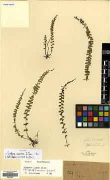 Type specimen at Edinburgh (E). Cuming, Hugh: 198. Barcode: E00413946.