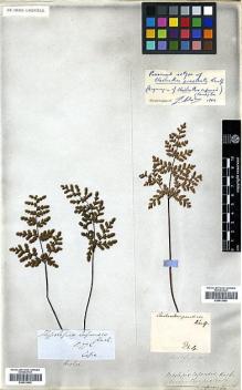 Type specimen at Edinburgh (E). Kaulfuss, Georg: . Barcode: E00413959.