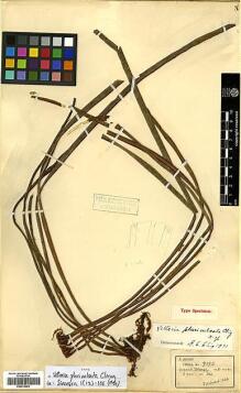 Type specimen at Edinburgh (E). Henry, Caroline: 9195. Barcode: E00413961.