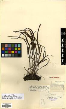 Type specimen at Edinburgh (E). Esquirol, Joseph: 629. Barcode: E00413966.