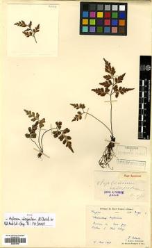 Type specimen at Edinburgh (E). Laborde, J.; Bodinier, Emile: 2094. Barcode: E00413970.