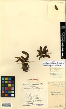 Type specimen at Edinburgh (E). Cavalerie, Pierre: 384. Barcode: E00413971.