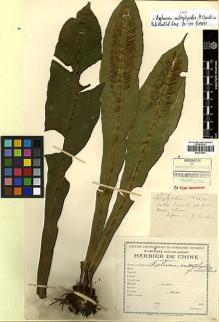 Type specimen at Edinburgh (E). Cavalerie, Pierre: 1877. Barcode: E00413973.