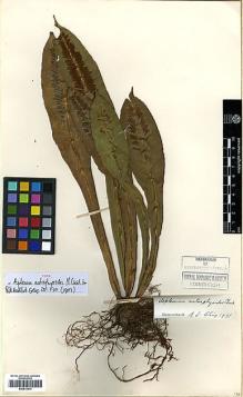 Type specimen at Edinburgh (E). Cavalerie, Pierre: 1877. Barcode: E00413974.