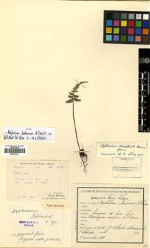 Type specimen at Edinburgh (E). Laborde, J.: 2534. Barcode: E00413977.