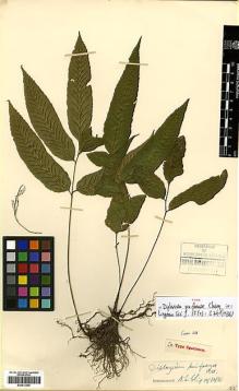 Type specimen at Edinburgh (E). Cavalerie, Pierre: 2866. Barcode: E00413995.