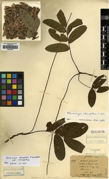 Type specimen at Edinburgh (E). Maire, Edouard-Ernest: . Barcode: E00414003.