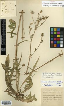 Type specimen at Edinburgh (E). Davis, Peter; Hedge, Ian: D. 31847. Barcode: E00414004.