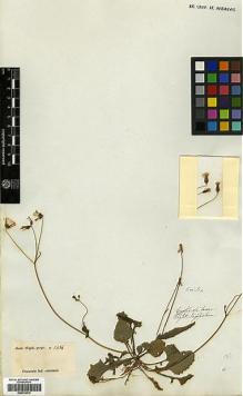 Type specimen at Edinburgh (E). Wight, Robert: 1486. Barcode: E00414010.
