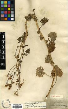 Type specimen at Edinburgh (E). Schimper, Andreas: 1517. Barcode: E00414016.