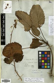 Type specimen at Edinburgh (E). Wallich, Nathaniel: 3112/222. Barcode: E00414018.