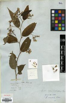 Type specimen at Edinburgh (E). Wallich, Nathaniel: 3108. Barcode: E00414021.
