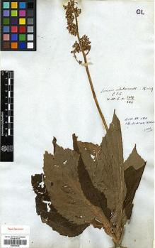 Type specimen at Edinburgh (E). Wallich, Nathaniel: 3114/224. Barcode: E00414030.