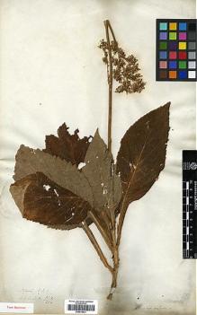 Type specimen at Edinburgh (E). Wallich, Nathaniel: 3114/224. Barcode: E00414031.
