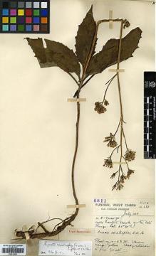 Type specimen at Edinburgh (E). Forrest, George: 6811. Barcode: E00414033.