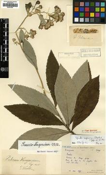 Type specimen at Edinburgh (E). Bodinier, Emile: 1999. Barcode: E00414035.
