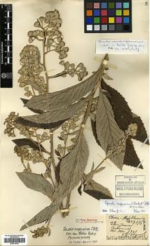 Type specimen at Edinburgh (E). Esquirol, Joseph: 3176. Barcode: E00414036.