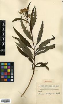 Type specimen at Edinburgh (E). Forrest, George: 4053. Barcode: E00414039.