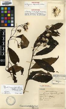 Type specimen at Edinburgh (E). Esquirol, Joseph: 3523. Barcode: E00414043.
