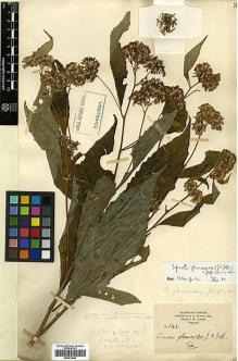Type specimen at Edinburgh (E). Howell, E.: 141. Barcode: E00414044.