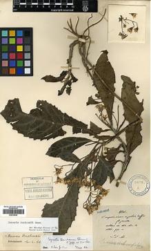 Type specimen at Edinburgh (E). Maire, Edouard-Ernest: . Barcode: E00414045.